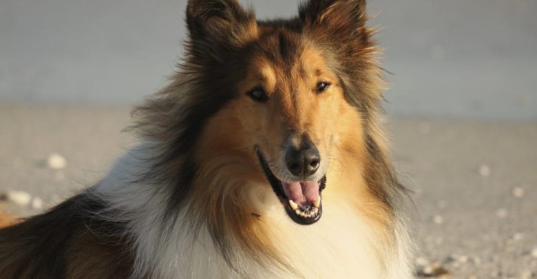 what type of dog is lassie
