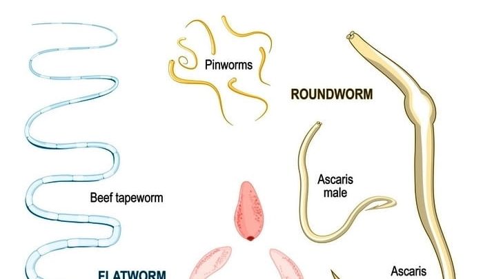 what worms can you get from dogs