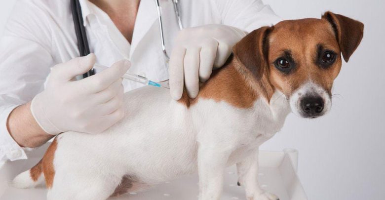 when do you get your dog vaccinated