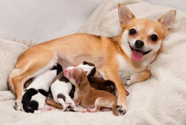 when do you know dog is about to give birth