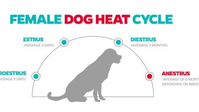 when dogs are in heat how long does it last