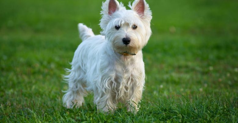 where are terrier dogs from