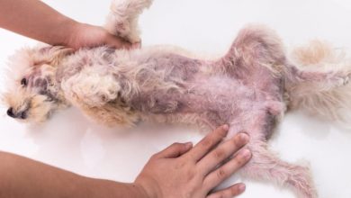 where can dogs get yeast infections