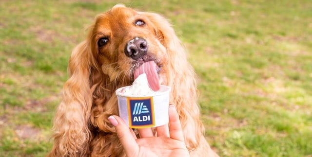 where can i buy dog ice cream uk