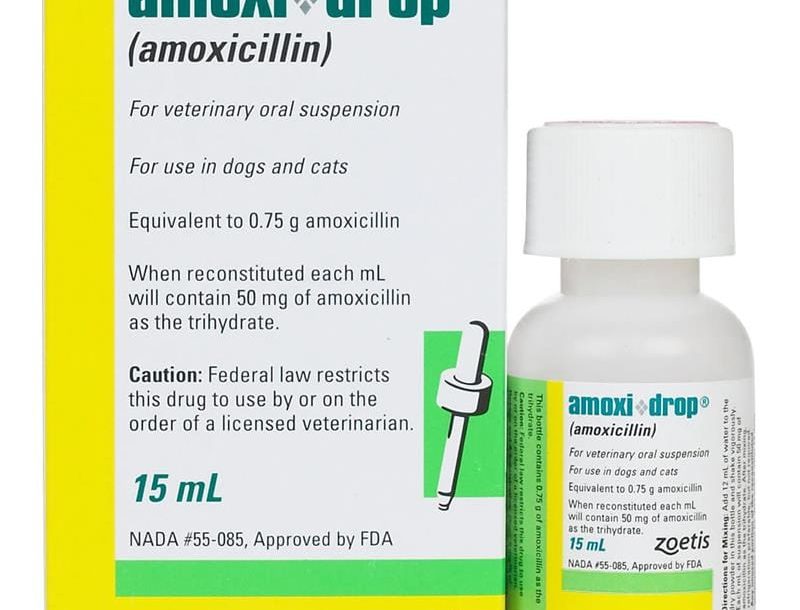 Where Can I Get Amoxicillin For Dogs Without Vet Prescription