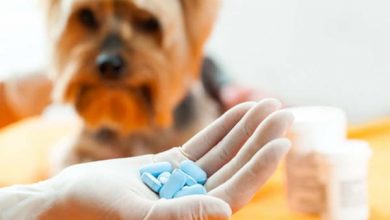 where can you get dog antibiotics