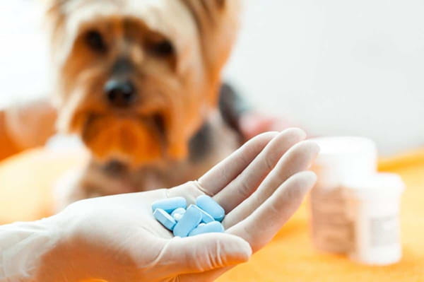where can you get dog antibiotics