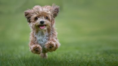 why are dogs hypoallergenic