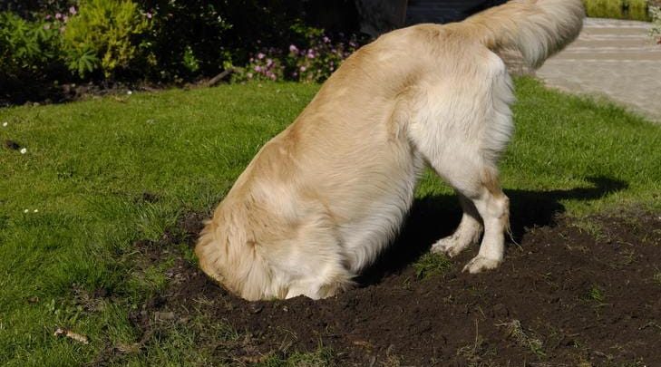 why do dogs dig and how to stop them