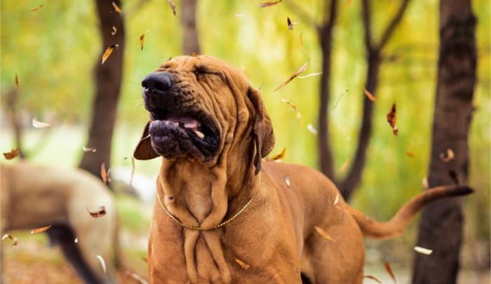 why is dog reverse sneezing