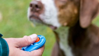 why use a clicker in dog training