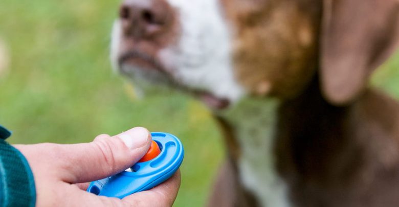 why use a clicker in dog training