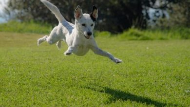 can a dog jump after being spayed