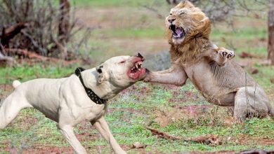 can a dog kill a lion