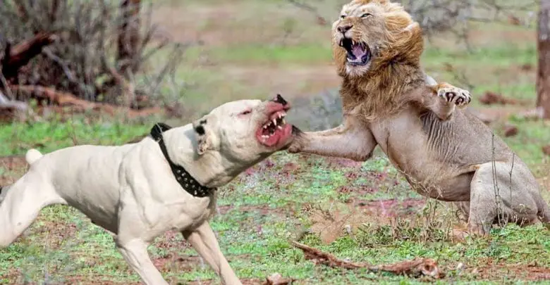 can a dog kill a lion