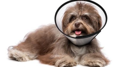 do dogs calm down after being neutered