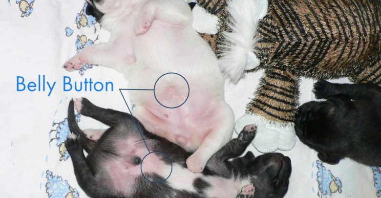 do dogs have belly buttons