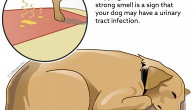 how can dog get uti