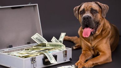 how can dogs smell money