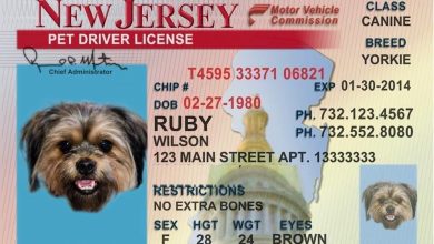 how can i get dog license