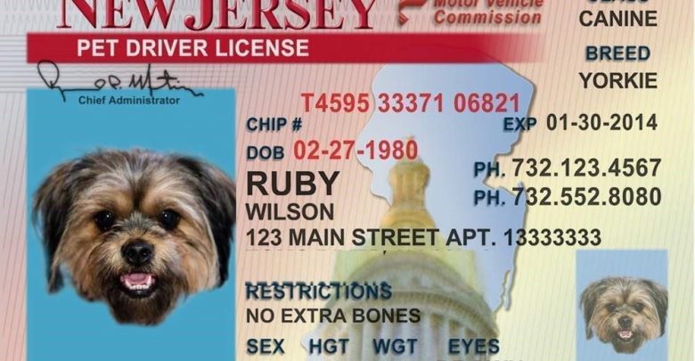 how can i get dog license