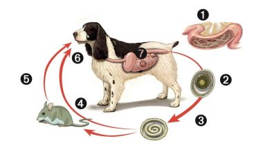 how can you get roundworms from your dog