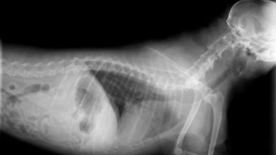 how do dog x rays work