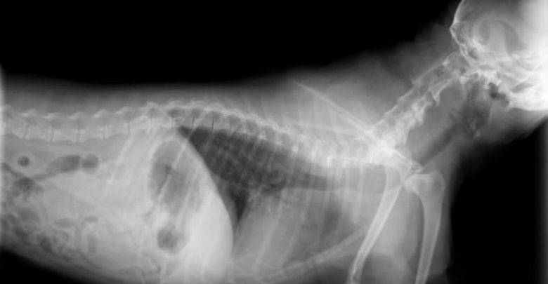 how do dog x rays work