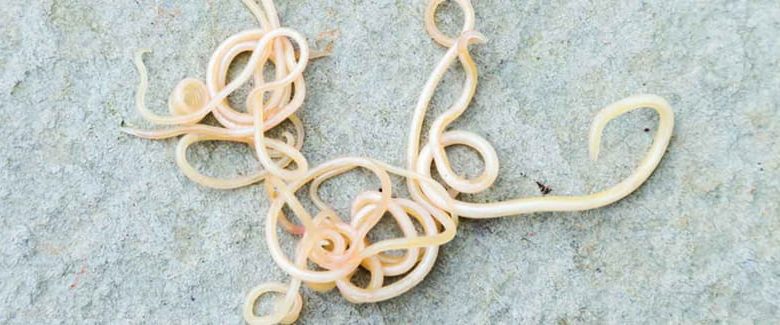 how do roundworms get in dogs