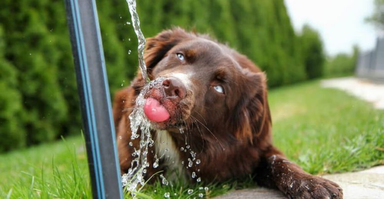 how do you get dog to drink water