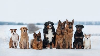 how many recognized dog breeds are there