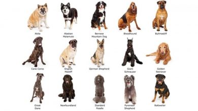 how to find the right breed of dog