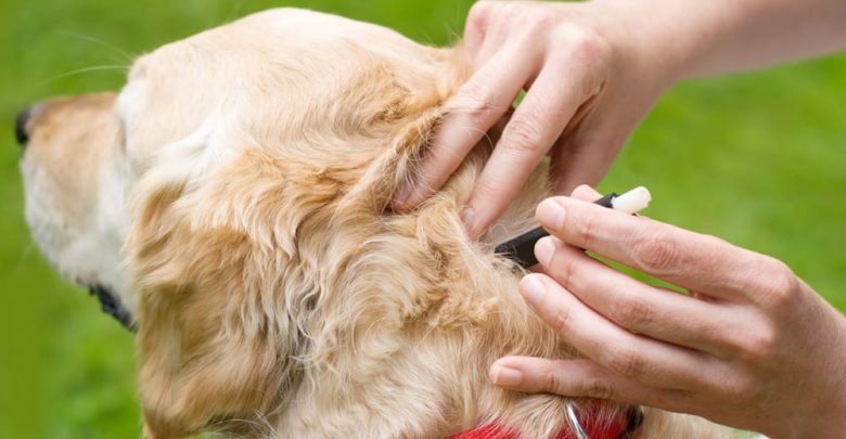 how to get dog ticks off