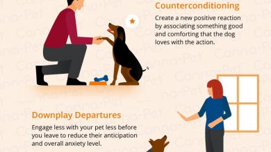 how to not give your dog separation anxiety