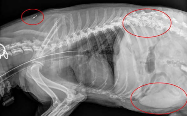 how to take dog x rays