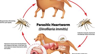 is it easy for dogs to get heartworm