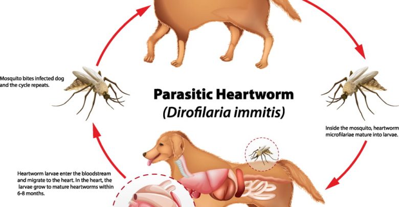 is it easy for dogs to get heartworm
