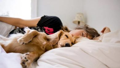 should dogs sleep in your bed