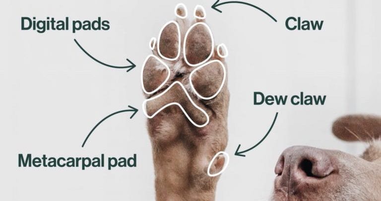 what are dog paws