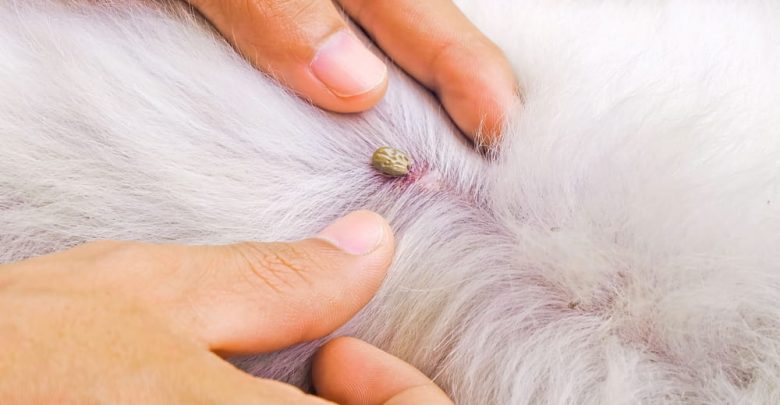 what does a dog tick look like
