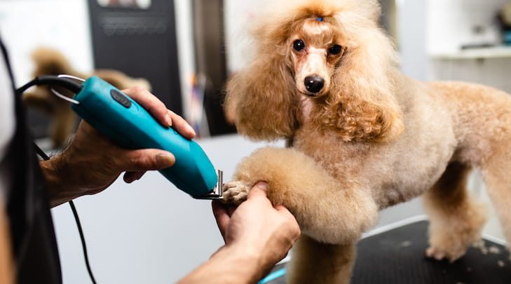what does dog grooming include