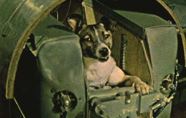 what dog did russia send to space