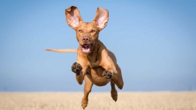 what dogs can run fast