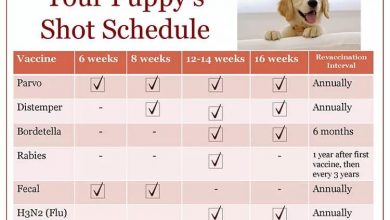 what is a dog's vaccination schedule