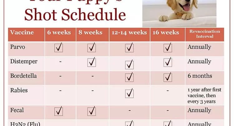 what is a dog's vaccination schedule
