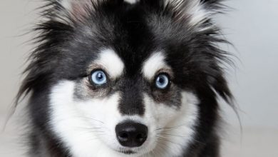 what kind of dog has blue eyes
