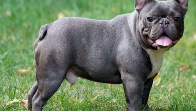 what kind of dog has no tail