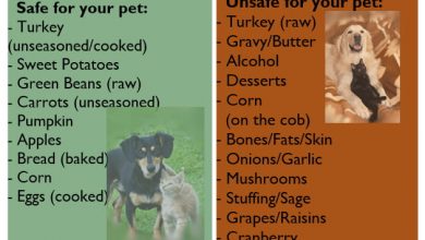 what not to feed dogs on thanksgiving