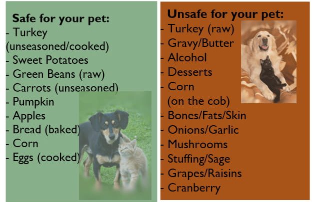 what not to feed dogs on thanksgiving