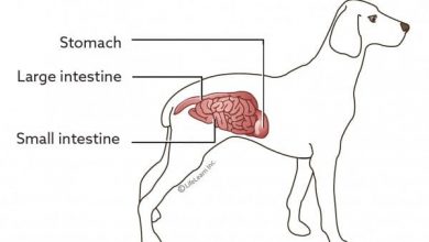 what not to feed dogs with colitis